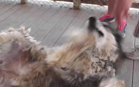 Rescue Wolf Dog Mix Rolls On Back2 LARC