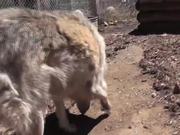 Rescue Wolf Dog Mix Walks Feet Harmony LARC - Animals - Y8.COM