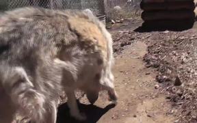 Rescue Wolf Dog Mix Walks Feet Harmony LARC