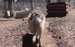 Rescue Wolf Dog Mix Walks Feet Harmony LARC