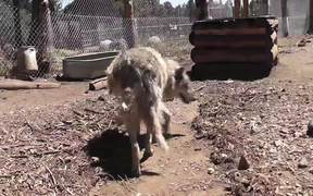 Rescue Wolf Dog Mix Walks Feet Harmony LARC - Animals - VIDEOTIME.COM