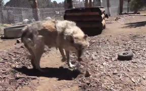 Rescue Wolf Dog Mix Walks Feet Harmony LARC - Animals - Videotime.com