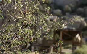 Joshua Tree National Park: Keys Ranch Tour-Part 2 - Fun - VIDEOTIME.COM