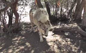 Rescue Wolf Dog Walks By Branches LARC