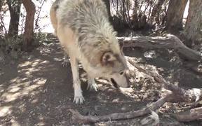 Rescue Wolf Dog Walks By Branches LARC - Animals - Videotime.com
