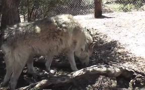 Rescue Wolf Dog Walks By Branches LARC - Animals - VIDEOTIME.COM