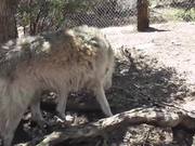 Rescue Wolf Dog Walks By Branches LARC - Animals - Y8.COM