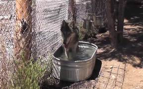 Rescue Wolf in Water Walks Away LARC - Animals - Videotime.com