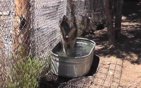 Rescue Wolf in Water Walks Away LARC