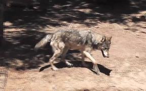 Rescue Wolf in Water Walks Away LARC - Animals - VIDEOTIME.COM