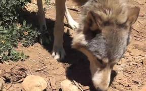 Rescue Wolf Walking On Dirt LARC - Animals - VIDEOTIME.COM