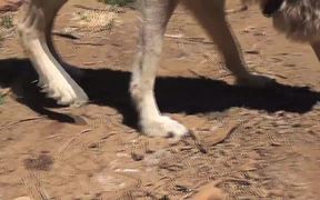 Rescue Wolf Walking On Dirt LARC - Animals - Videotime.com