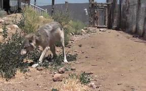 Rescue Wolf Walking On Dirt LARC - Animals - VIDEOTIME.COM