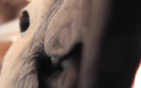 Salmon Crested Cockatoo Grabs Camera Lens LARC - Animals - VIDEOTIME.COM