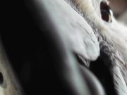 Salmon Crested Cockatoo Pecks Camera Close Up