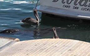 Sea Lion Head Close Up In Water Cabo San Lucas - Animals - VIDEOTIME.COM