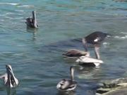 Sea Lion Swimming With Pelicans Cabo San Lucas