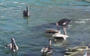 Sea Lion Swimming With Pelicans Cabo San Lucas - Animals - VIDEOTIME.COM