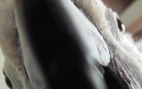 Salmon Crested Cockatoo Pecks Camera Close Up - Animals - VIDEOTIME.COM