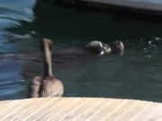 Sea Lion Head Close Up In Water Cabo San Lucas - Animals - Y8.COM