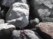 Seagull Standing On Rocks Alaska Mohr Productions
