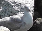 Seagull Standing On Rocks Alaska Mohr Productions