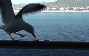 Seagull Eating Crackers On Ship Rail Boat Behind - Animals - VIDEOTIME.COM