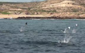 Several StingRays Jumping Out Of Ocean - Animals - VIDEOTIME.COM