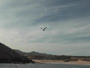 Seagulls Flying Near Ship Cabo San Lucas