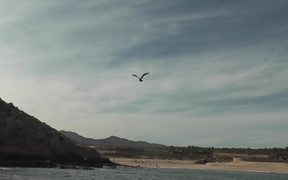 Seagulls Flying Near Ship Cabo San Lucas - Animals - VIDEOTIME.COM