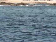 Several StingRays Jumping Out Of Ocean