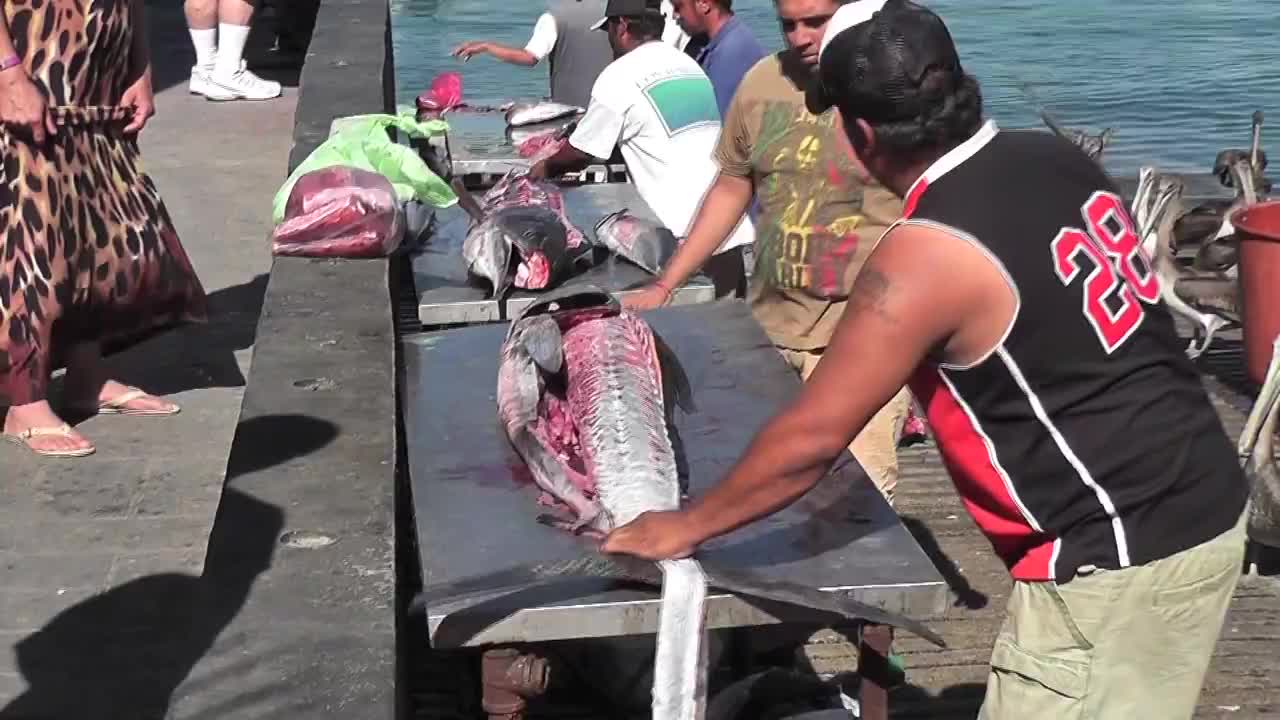 Swordfish Cutting Up Cabo San Lucas