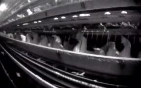 Sparbo_Egg_Farm_Battery_Cages_Undercover_MFA - Animals - VIDEOTIME.COM