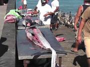 Swordfish Cutting Up Cabo San Lucas - Animals - Y8.COM