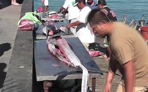 Swordfish Cutting Up Cabo San Lucas - Animals - VIDEOTIME.COM