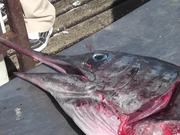 Swordfish Cutting Up Close Up Cabo San Lucas