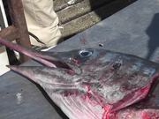 Swordfish Cutting Up Close Up Cabo San Lucas