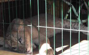 TigerCub Locked in CageFor Photos CaboSanLucas - Animals - Videotime.com