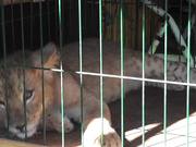 TigerCub Locked in CageFor Photos CaboSanLucas