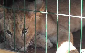 TigerCub Locked in CageFor Photos CaboSanLucas - Animals - VIDEOTIME.COM