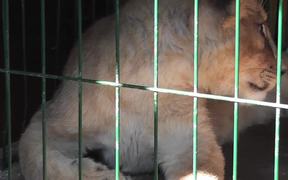 TigerCub Locked in CageFor Photos CaboSanLucas - Animals - VIDEOTIME.COM