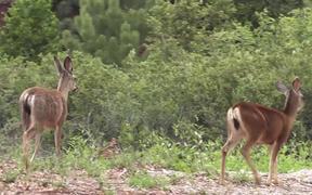 Two Deer Walking in Wilderness Julian - Animals - VIDEOTIME.COM