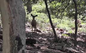 Two Deer Walking 2 in Wilderness Julian - Animals - VIDEOTIME.COM