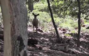 Two Deer Walking 2 in Wilderness Julian - Animals - VIDEOTIME.COM