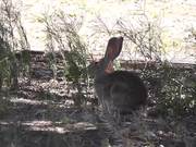 Wild Rabbit Hare LARC