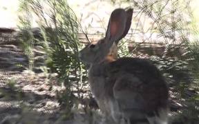 Wild Rabbit Hare LARC - Animals - Videotime.com