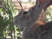 Wild Rabbit Hare LARC