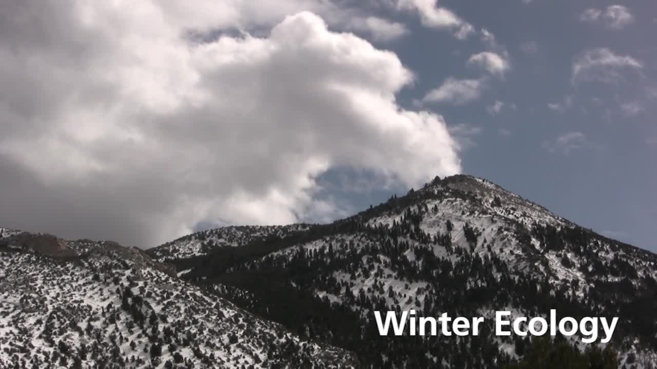 Great Basin NP: Winter Ecology Ranger Minute