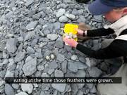 Kenai Fjords NP: Researching Black Oystercatcher