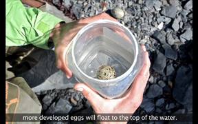 Kenai Fjords NP: Black Oystercatcher Productivity - Animals - VIDEOTIME.COM
